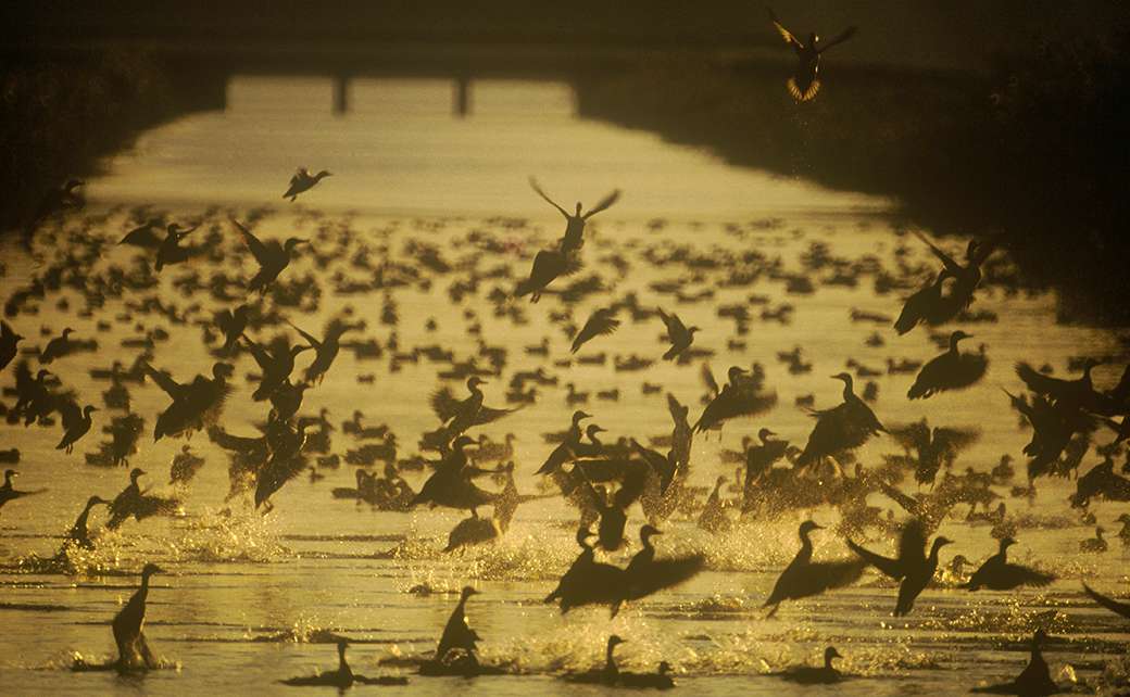 先代社長写真作品 11